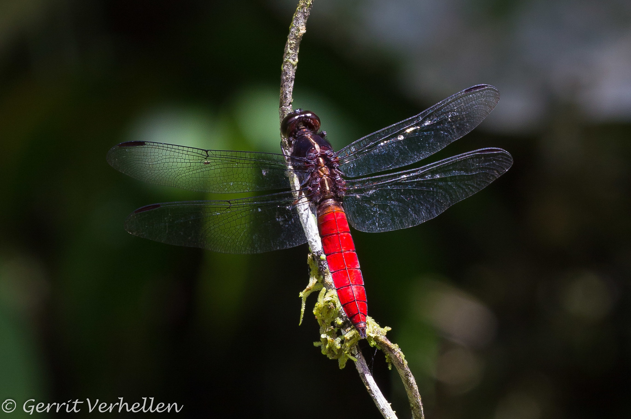 Libellula image