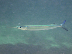 Hyporhamphus