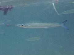 Hyporhamphus