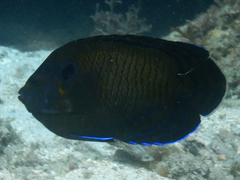 Centropyge multispinis