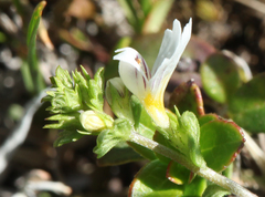 Euphrasia alboffii