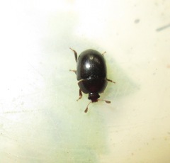 Cyllodes ater