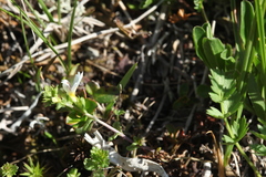 Euphrasia alboffii