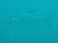 Atropus mentalis