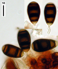 Bactrodesmium betulicola