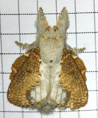 Euglyphis lankesteri