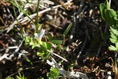 Euphrasia alboffii