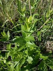 Silphium integrifolium