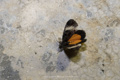 Sarbanissa transiens