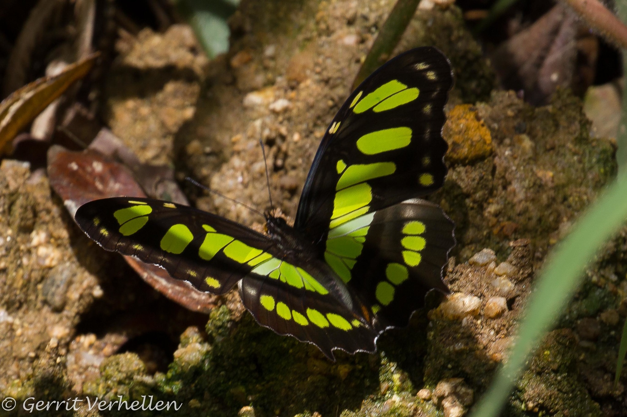 Siproeta stelenes image