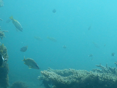 Lutjanus fulviflamma