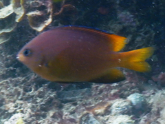 Pomacentrus baenschi