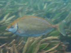 Siganus sutor