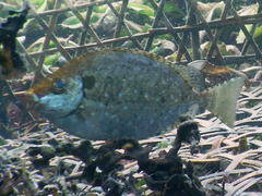 Siganus sutor