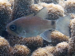 Nectamia savayensis