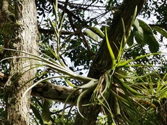 Tillandsia variabilis