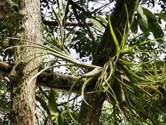 Tillandsia variabilis
