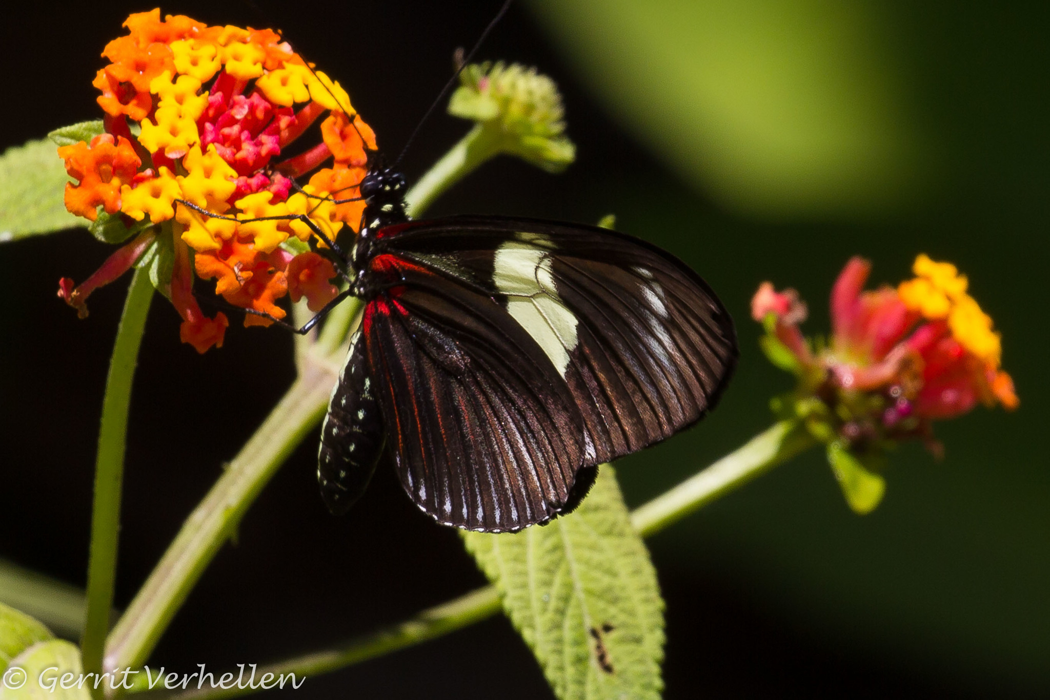 Heliconius doris image