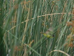 Pseudocolopteryx flaviventris