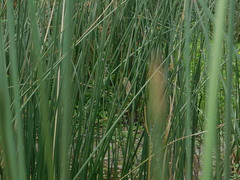 Pseudocolopteryx flaviventris