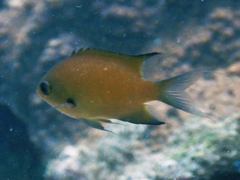 Pycnochromis agilis