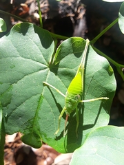 Paracyrtophyllus robustus