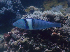 Hologymnosus doliatus