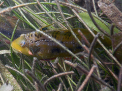 Pteragogus flagellifer