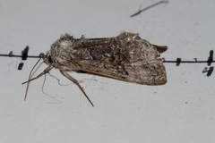 Syngrapha viridisigma