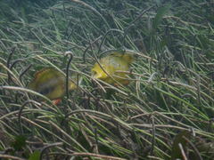 Pteragogus flagellifer