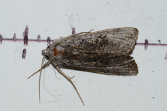 Syngrapha viridisigma