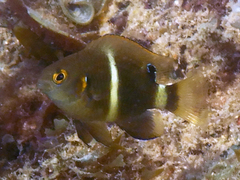 Chrysiptera brownriggii