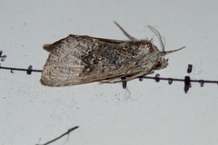 Syngrapha viridisigma