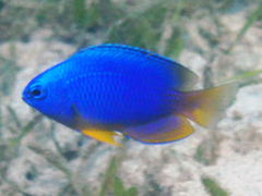 Pomacentrus caeruleus