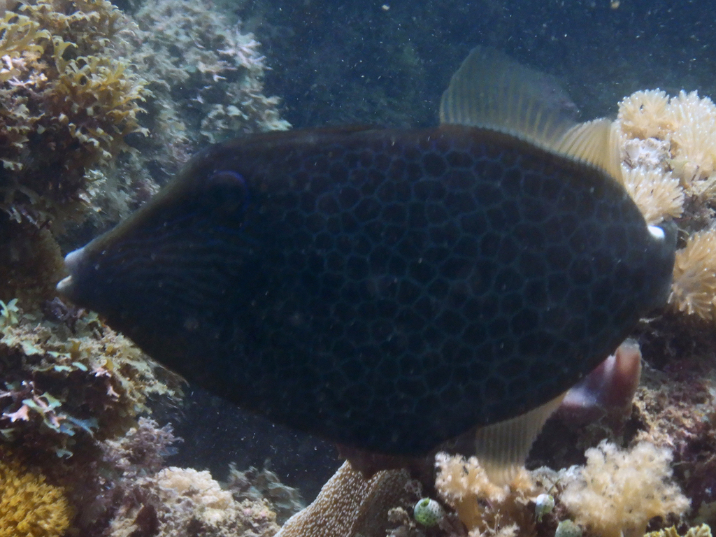 Honeycomb filefish