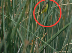 Pseudocolopteryx flaviventris