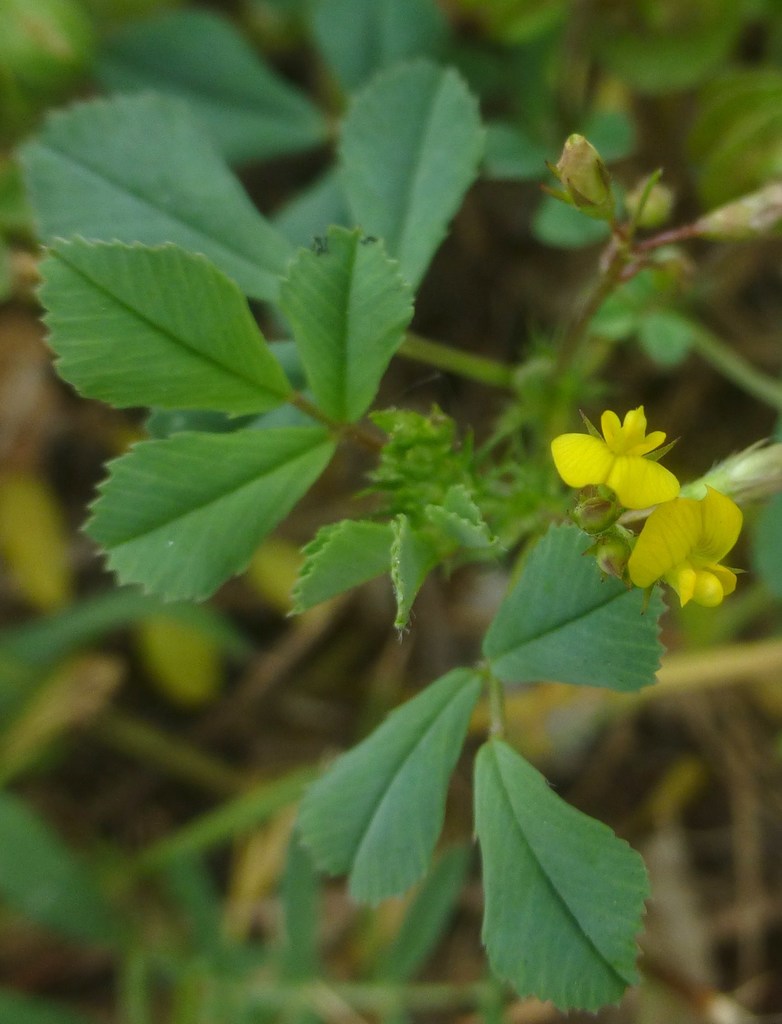 button medick