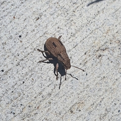 Eurymetopus birabeni
