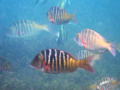 Lethrinus mahsena