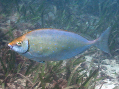 Siganus sutor