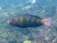 Chlorurus atrilunula