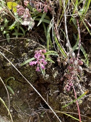Ledebouria minima
