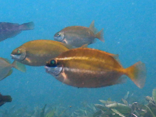 African whitespotted rabbitfish (Siganus sutor) — Siganidae