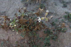 Silene nicaeensis