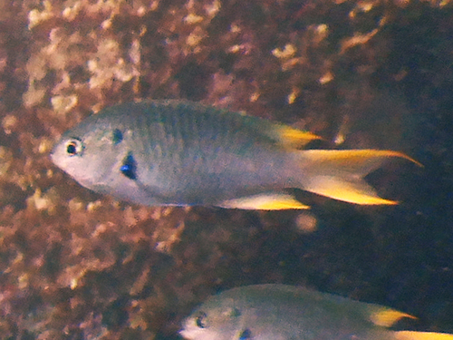 Twin Demoiselle