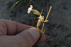 Silene nicaeensis
