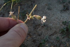 Silene nicaeensis