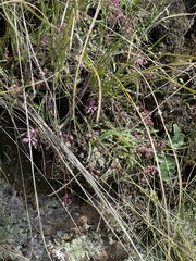Ledebouria minima