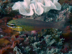 Ostorhinchus apogonoides