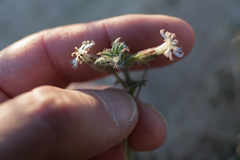 Silene nicaeensis